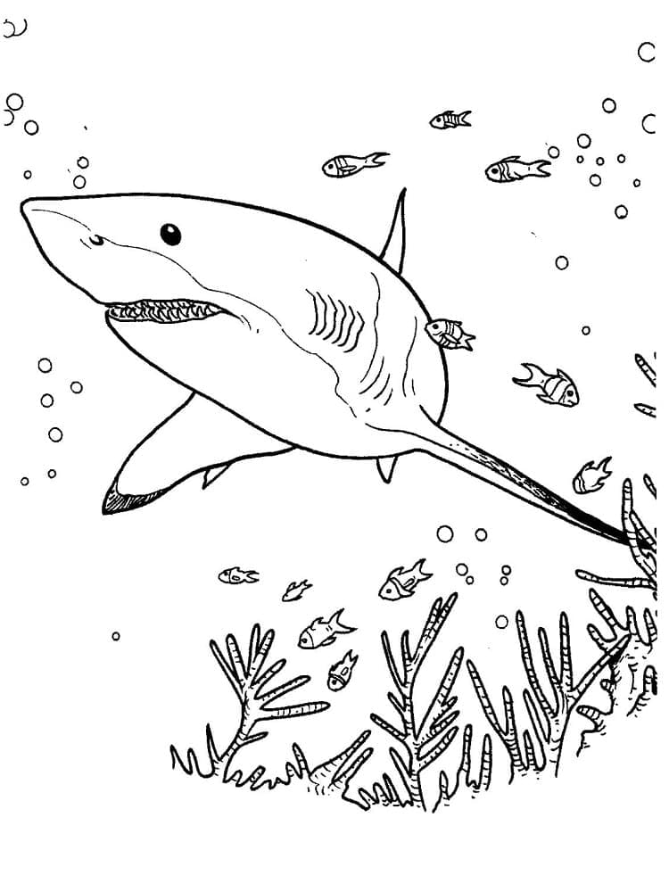 Desenho gratuito Tubarão #177715 da colecao Animais para imprimir