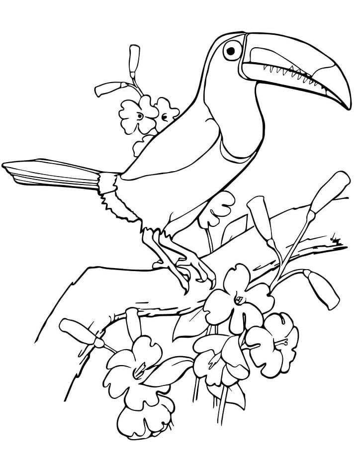 Desenho gratuito Tucano #197573 da colecao Animais para imprimir Desenho gratuito Tucano #197573 da colecao Animais para imprimir