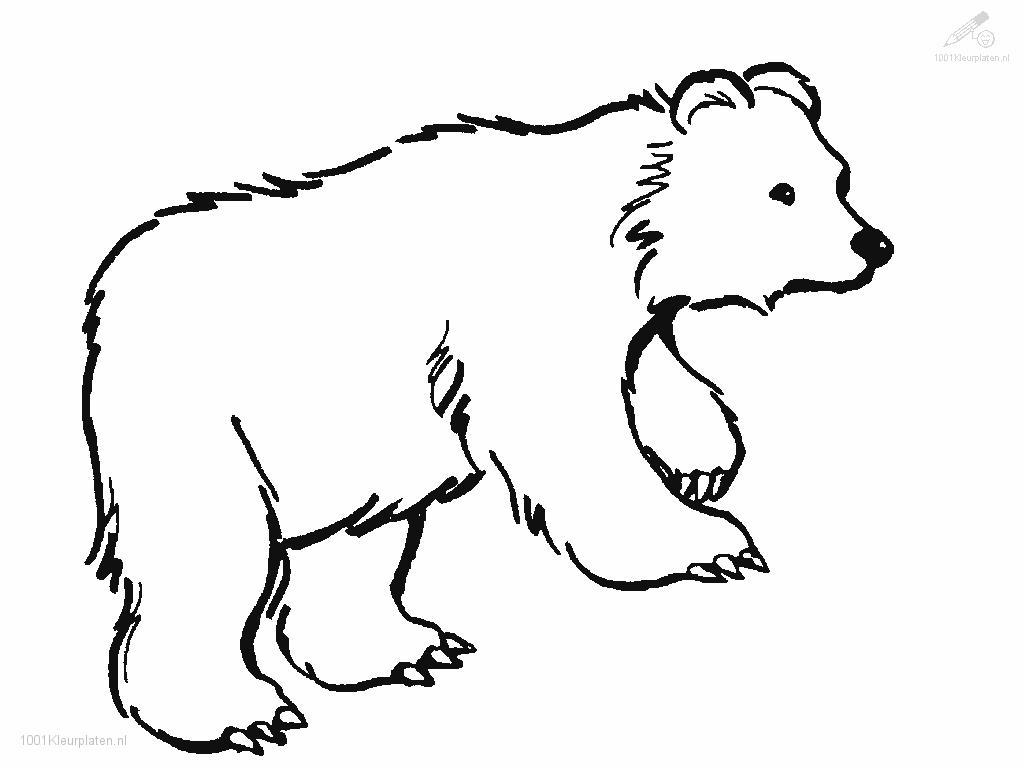 Página para colorir: Urso (animais) #12188 - Páginas para Colorir Imprimíveis Gratuitamente