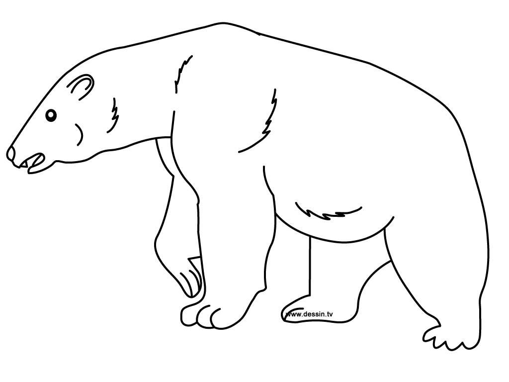 Página para colorir: Urso (animais) #12201 - Páginas para Colorir Imprimíveis Gratuitamente