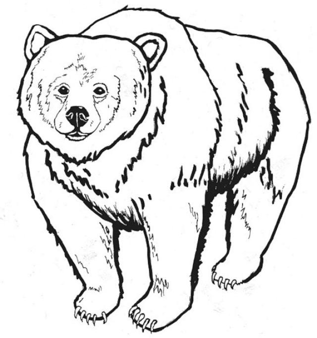 Página para colorir: Urso (animais) #12244 - Páginas para Colorir Imprimíveis Gratuitamente