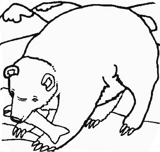 Página para colorir: Urso (animais) #12286 - Páginas para Colorir Imprimíveis Gratuitamente