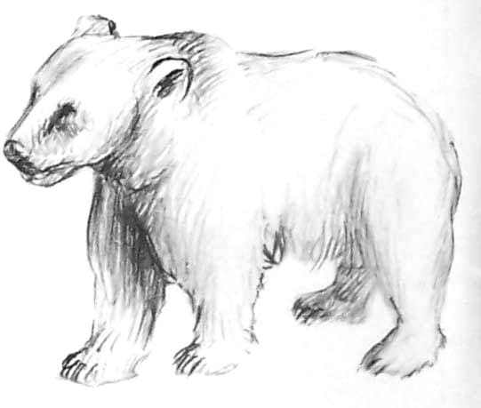 Página para colorir: Urso (animais) #12299 - Páginas para Colorir Imprimíveis Gratuitamente