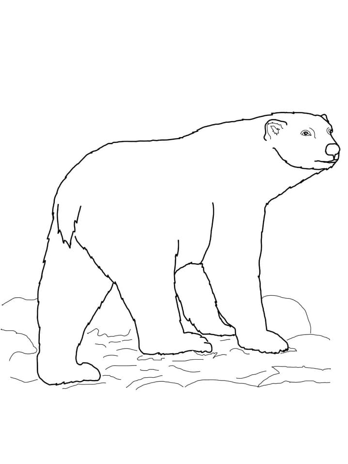 Desenho gratuito Urso Polar #201258 da colecao Animais para imprimir