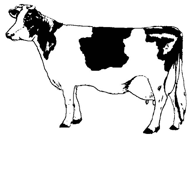 Página para colorir: Vaca (animais) #13196 - Páginas para Colorir Imprimíveis Gratuitamente