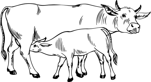 Página para colorir: Vaca (animais) #13210 - Páginas para Colorir Imprimíveis Gratuitamente