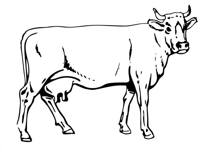 Página para colorir: Vaca (animais) #13261 - Páginas para Colorir Imprimíveis Gratuitamente