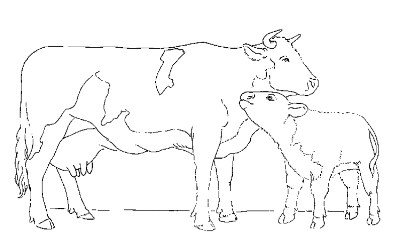 Página para colorir: Vaca (animais) #13298 - Páginas para Colorir Imprimíveis Gratuitamente