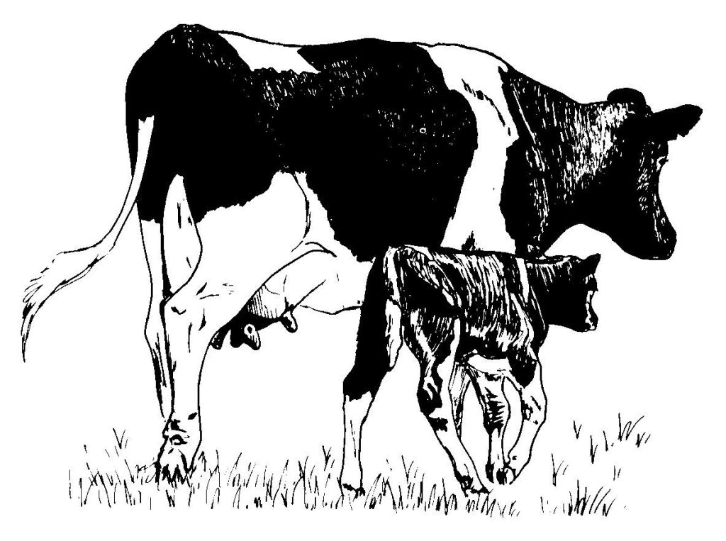 Página para colorir: Vaca (animais) #13345 - Páginas para Colorir Imprimíveis Gratuitamente