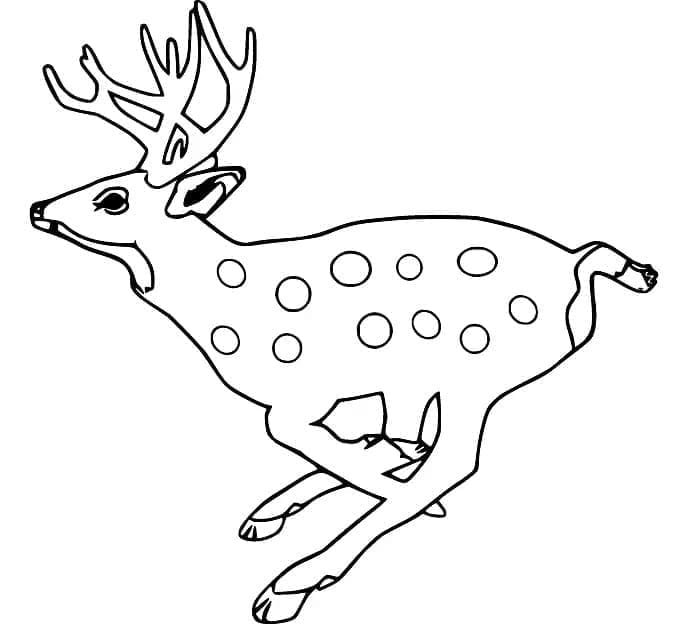 Atividade criativa: desenho de Veado #191049 para colorir da coleção Animais