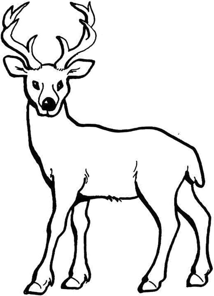 Desenho gratuito Veado #191062 da colecao Animais para imprimir