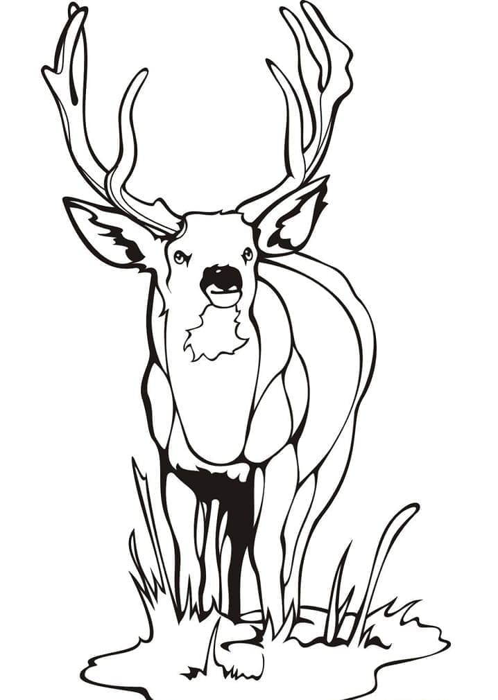 Desenho gratuito Veado #191067 da colecao Animais para imprimir