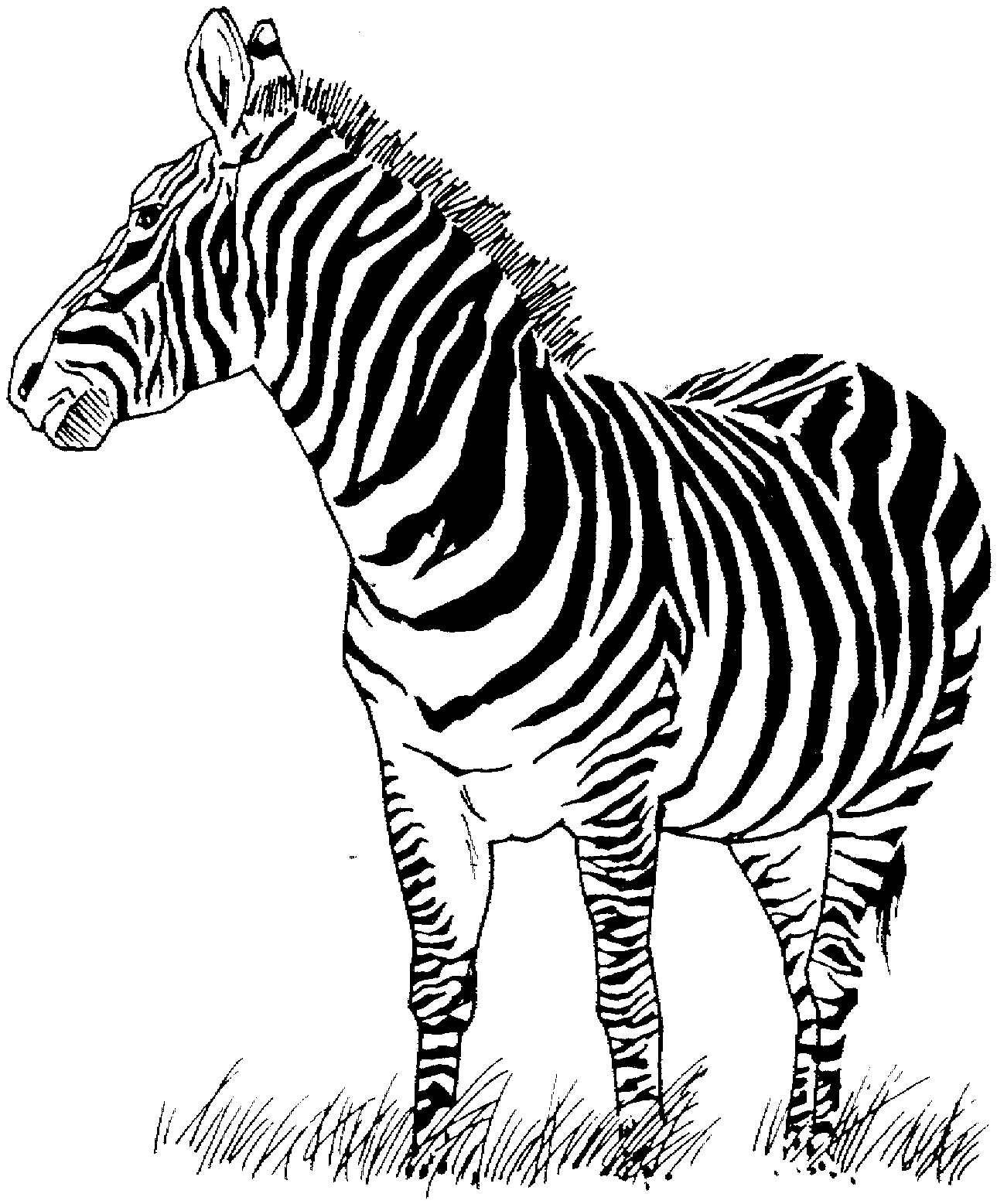 Página para colorir: Zebra (animais) #12949 - Páginas para Colorir Imprimíveis Gratuitamente