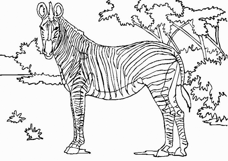 Página para colorir: Zebra (animais) #12956 - Páginas para Colorir Imprimíveis Gratuitamente