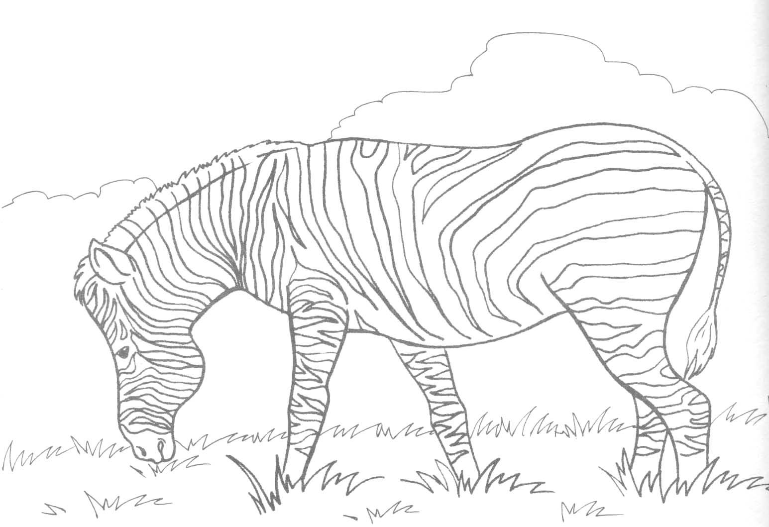 Página para colorir: Zebra (animais) #12958 - Páginas para Colorir Imprimíveis Gratuitamente