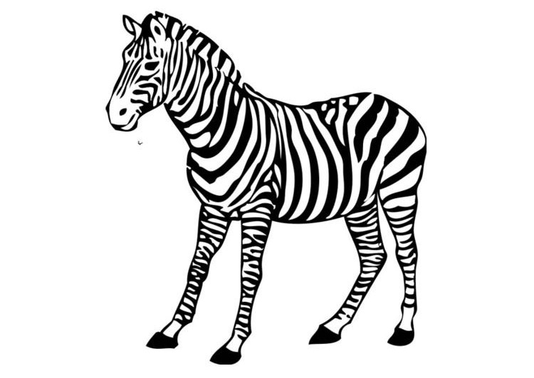 Página para colorir: Zebra (animais) #12972 - Páginas para Colorir Imprimíveis Gratuitamente
