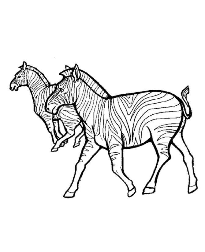 Página para colorir: Zebra (animais) #12974 - Páginas para Colorir Imprimíveis Gratuitamente