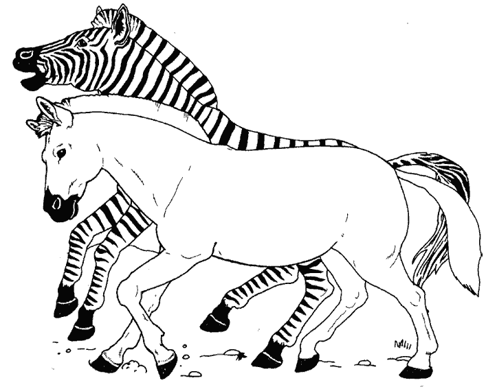 Página para colorir: Zebra (animais) #12981 - Páginas para Colorir Imprimíveis Gratuitamente