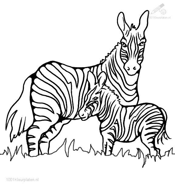 Página para colorir: Zebra (animais) #13023 - Páginas para Colorir Imprimíveis Gratuitamente