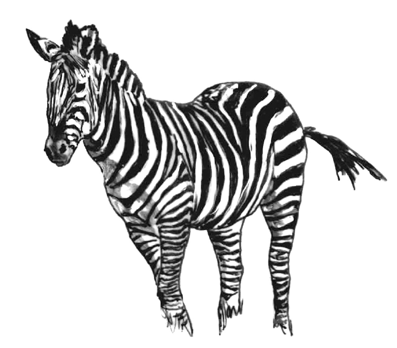 Página para colorir: Zebra (animais) #13036 - Páginas para Colorir Imprimíveis Gratuitamente