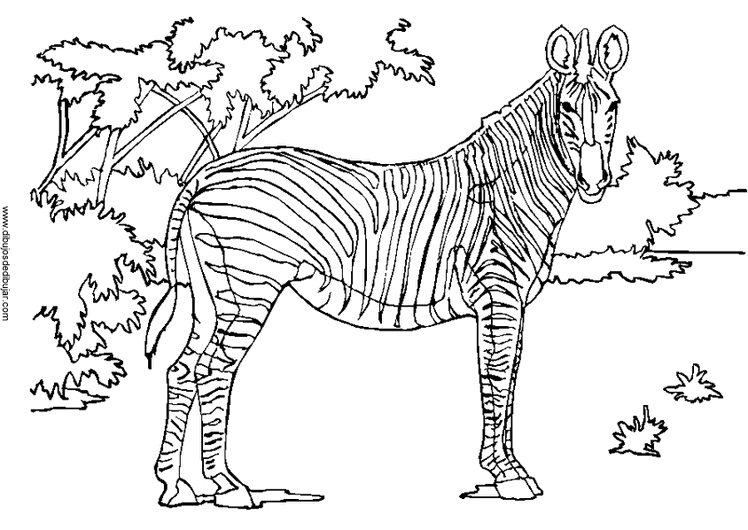 Página para colorir: Zebra (animais) #13041 - Páginas para Colorir Imprimíveis Gratuitamente