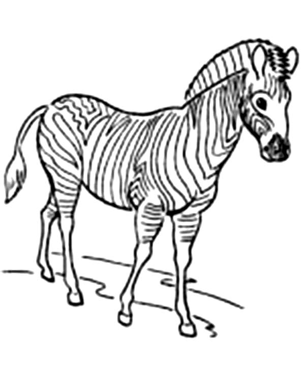 Página para colorir: Zebra (animais) #13085 - Páginas para Colorir Imprimíveis Gratuitamente