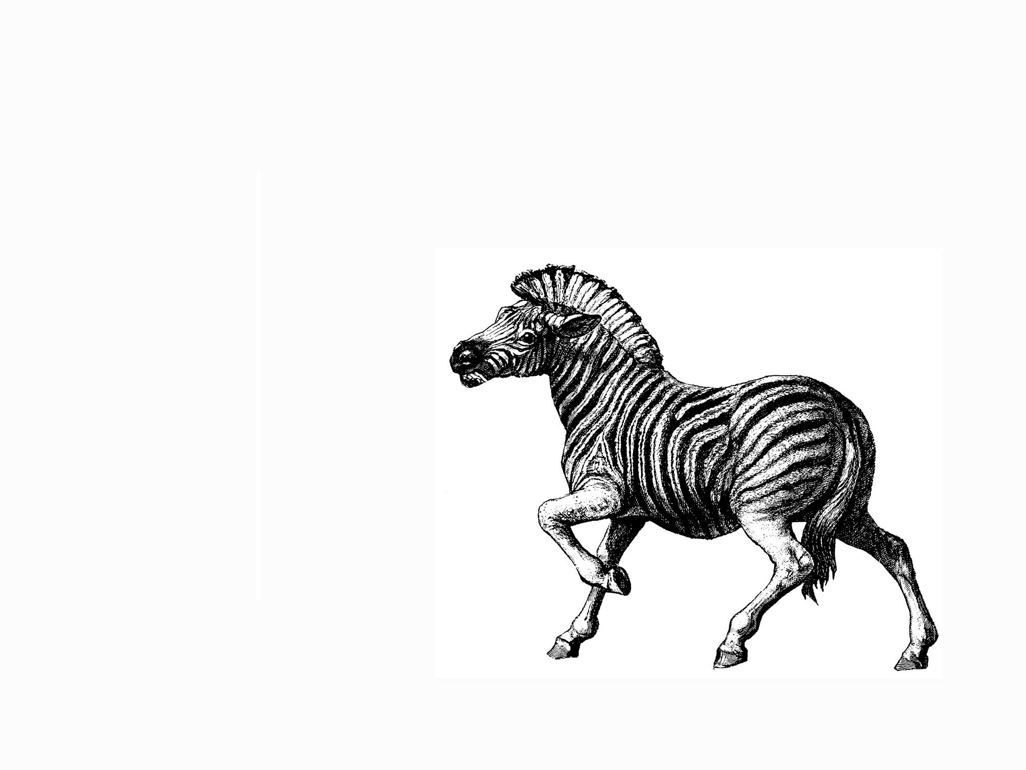 Página para colorir: Zebra (animais) #13100 - Páginas para Colorir Imprimíveis Gratuitamente