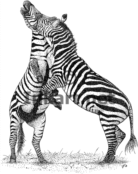 Página para colorir: Zebra (animais) #13122 - Páginas para Colorir Imprimíveis Gratuitamente