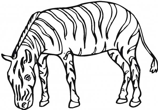 Página para colorir: Zebra (animais) #13133 - Páginas para Colorir Imprimíveis Gratuitamente