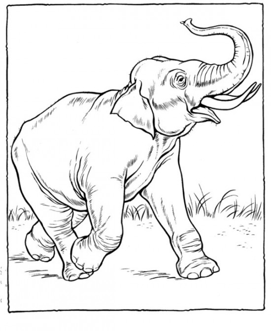 Página para colorir: Zoológico (Animais) #12753 - Páginas para Colorir Imprimíveis Gratuitamente