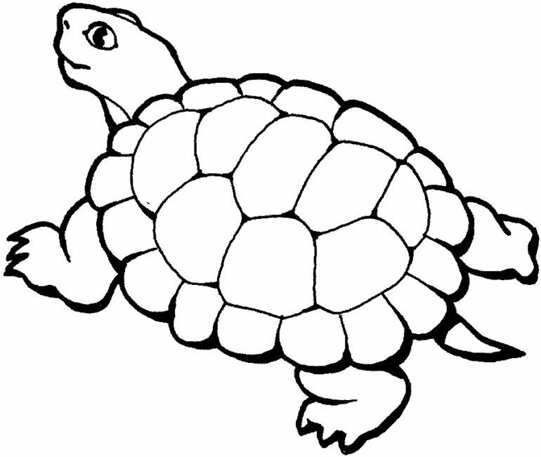 Página para colorir: Zoológico (Animais) #12757 - Páginas para Colorir Imprimíveis Gratuitamente