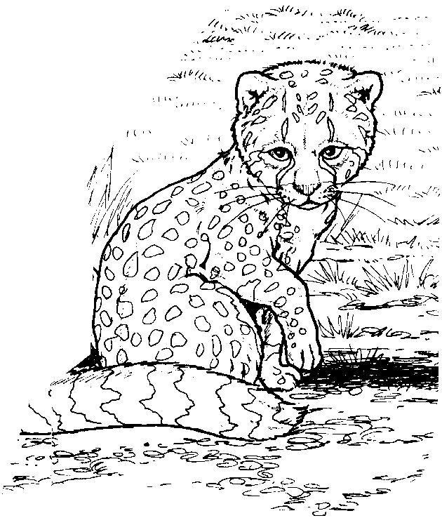 Página para colorir: Zoológico (Animais) #12914 - Páginas para Colorir Imprimíveis Gratuitamente