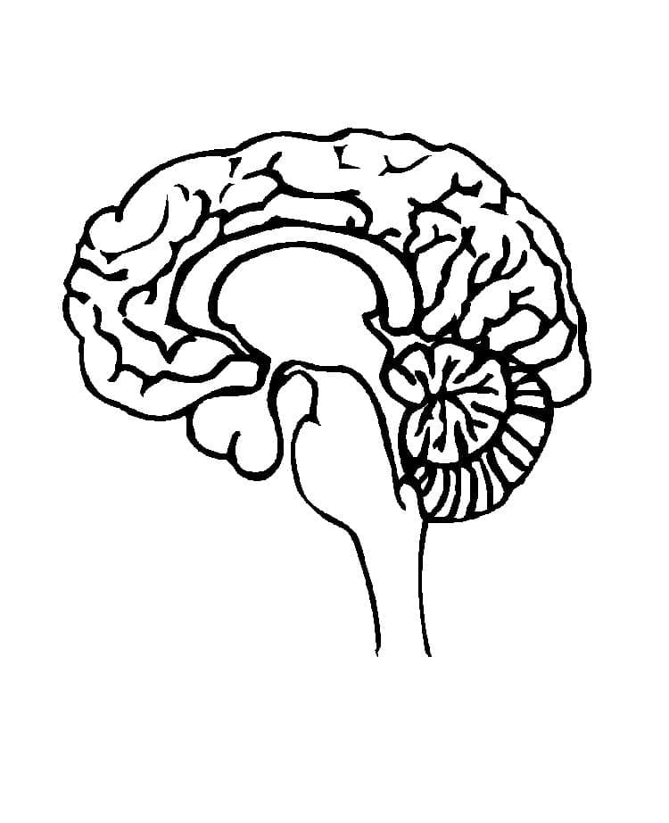 Desenho gratuito Human Brain #185396 da colecao Aprendizado e Educação para imprimir