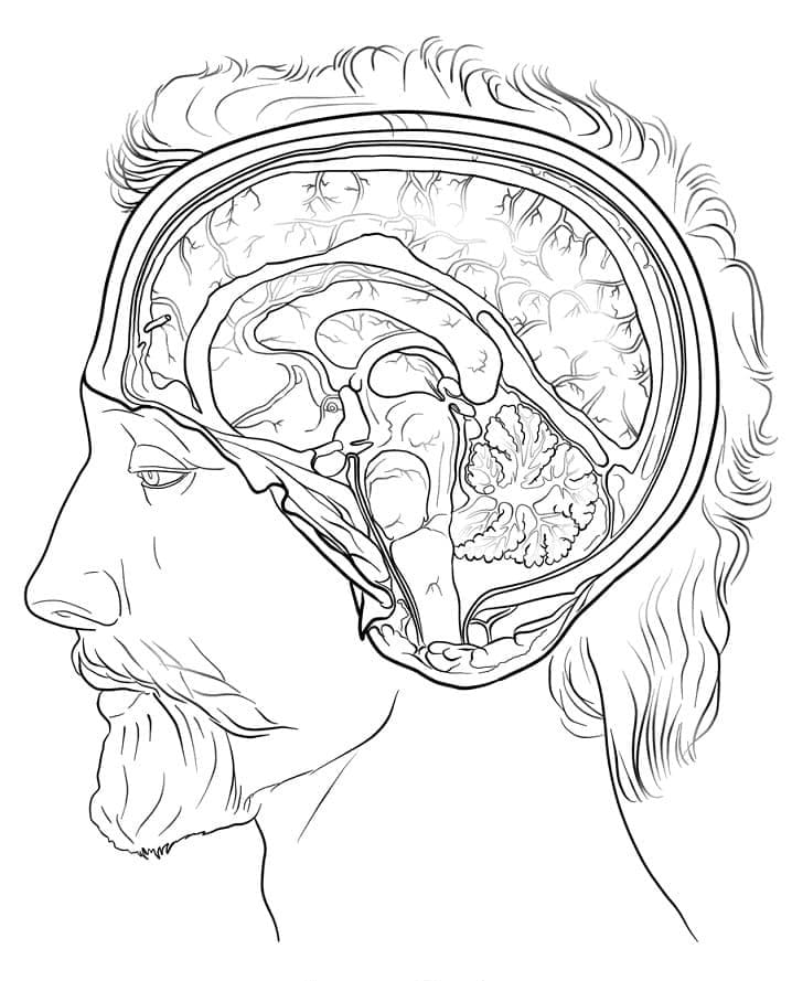 Ilustração de Human Brain #185401 para colorir, parte da coleção Aprendizado e Educação Ilustração de Human Brain #185401 para colorir, parte da coleção Aprendizado e Educação