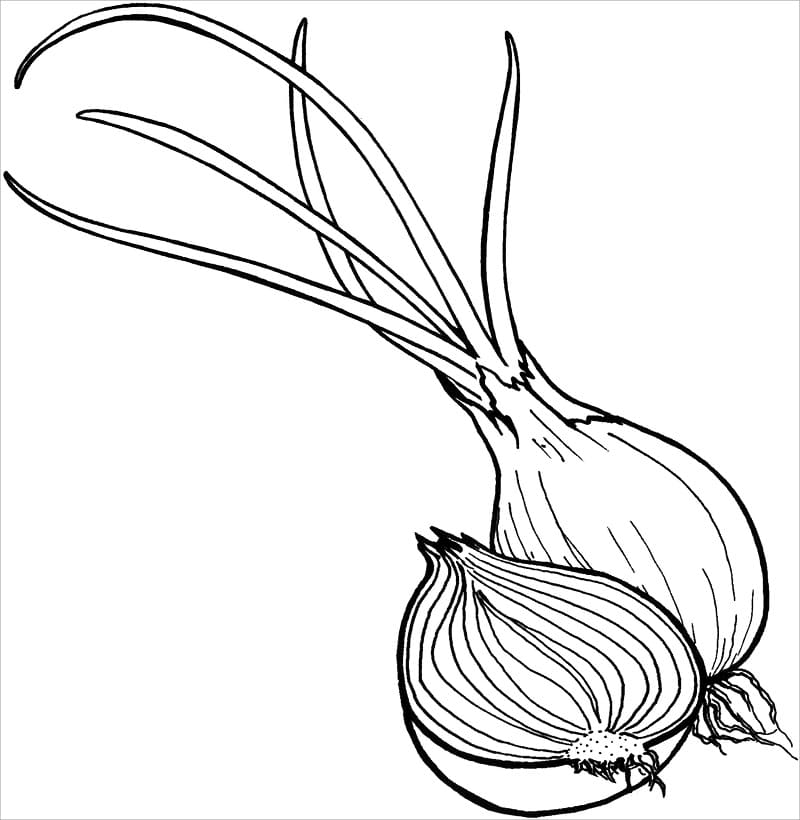 Desenho gratuito Cebola #186592 da colecao Comida e Nutrição para imprimir Desenho gratuito Cebola #186592 da colecao Comida e Nutrição para imprimir