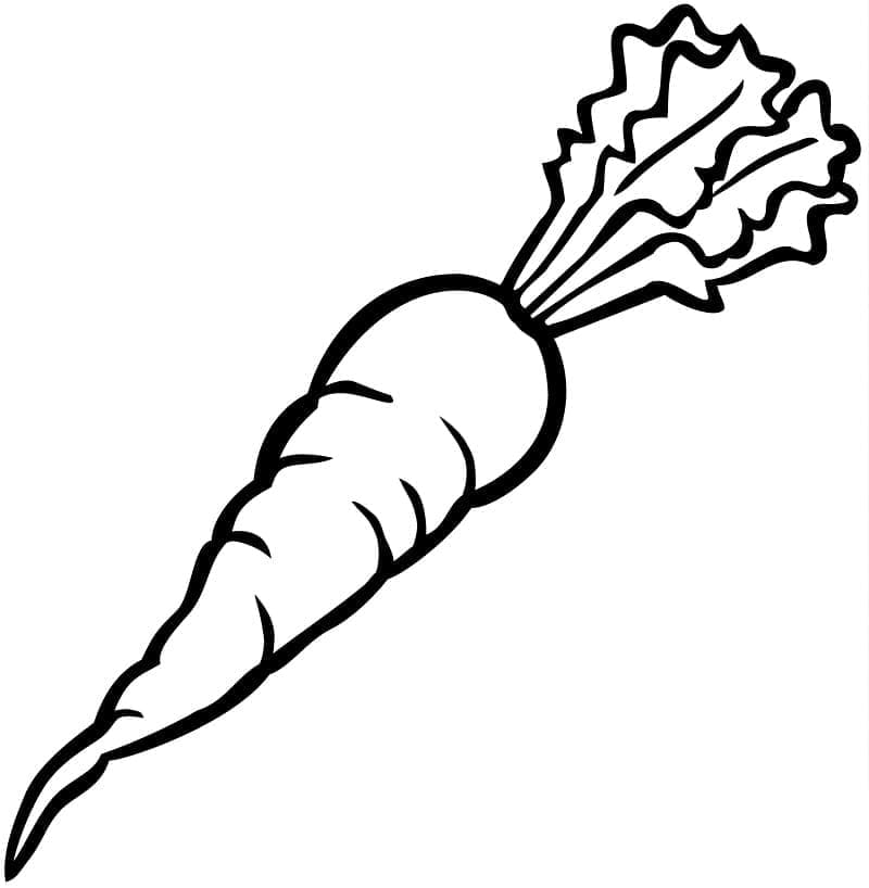 Desenho para colorir Cenoura #197507 da coleção Comida e Nutrição, pronto para imprimir Desenho para colorir Cenoura #197507 da coleção Comida e Nutrição, pronto para imprimir