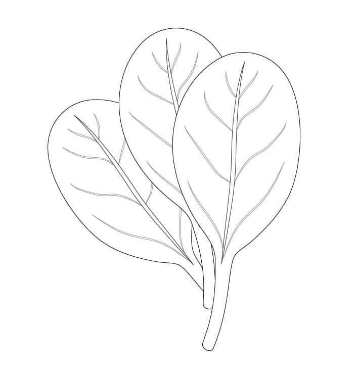Desenho gratuito Espinafre #187659 da colecao Comida e Nutrição para imprimir Desenho gratuito Espinafre #187659 da colecao Comida e Nutrição para imprimir