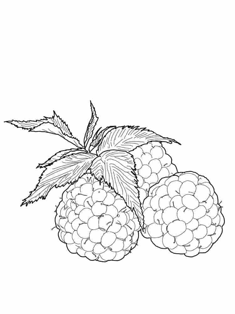 Desenho gratuito Framboesa #214030 da colecao Comida e Nutrição para imprimir