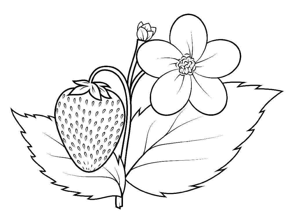 Desenho gratuito Morango #186967 da colecao Comida e Nutrição para imprimir
