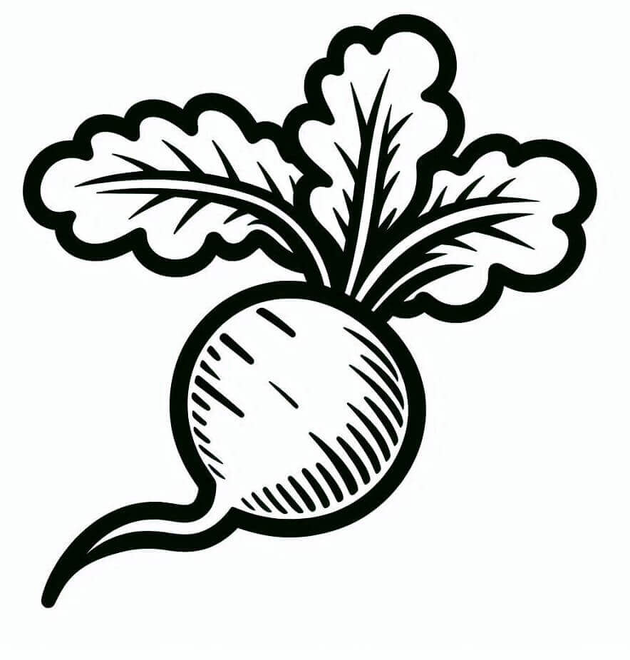 Desenho gratuito Rabanete #220970 da colecao Comida e Nutrição para imprimir