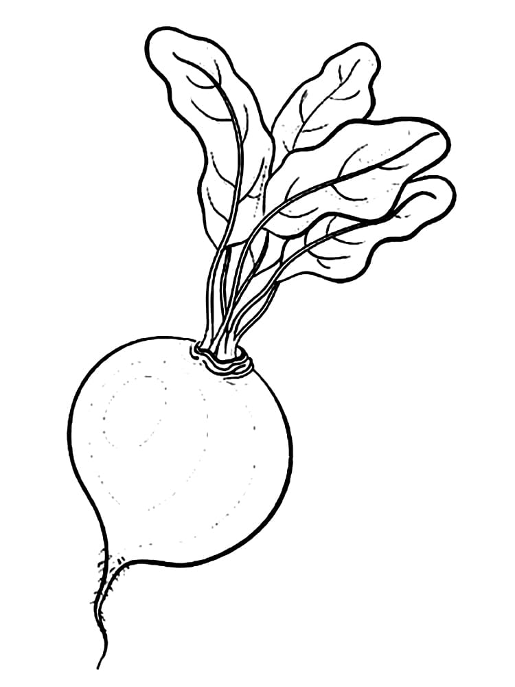 Desenho gratuito Rabanete #220981 da colecao Comida e Nutrição para imprimir