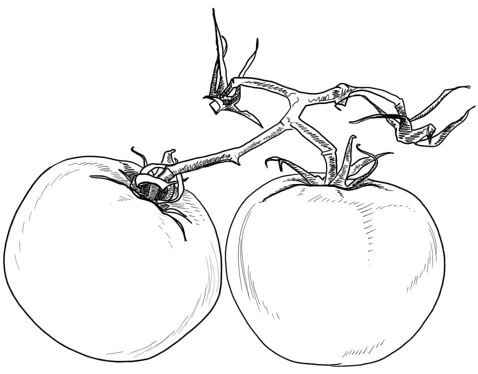 Desenho gratuito Tomate #195371 da colecao Comida e Nutrição para imprimir
