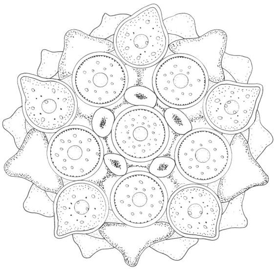 Página para colorir: mandalas estelares (mandalas) #117952 - Páginas para Colorir Imprimíveis Gratuitamente