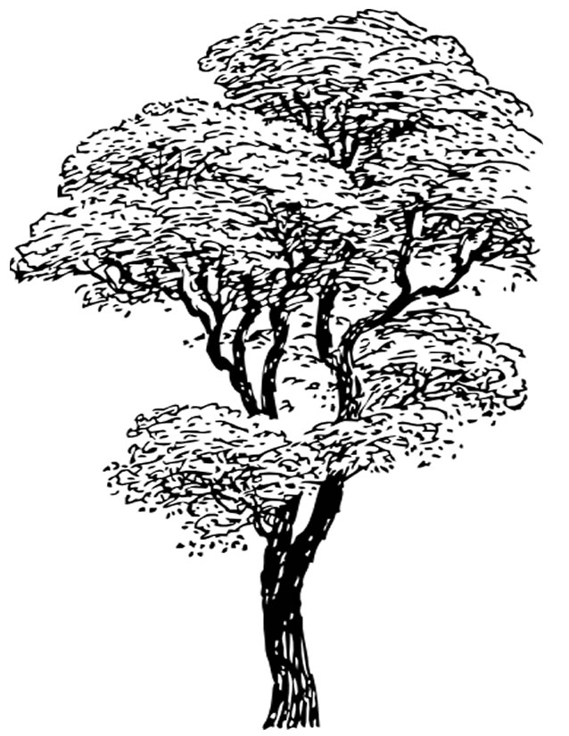 Desenho gratuito Árvore #154715 da colecao Natureza e Estações para imprimir