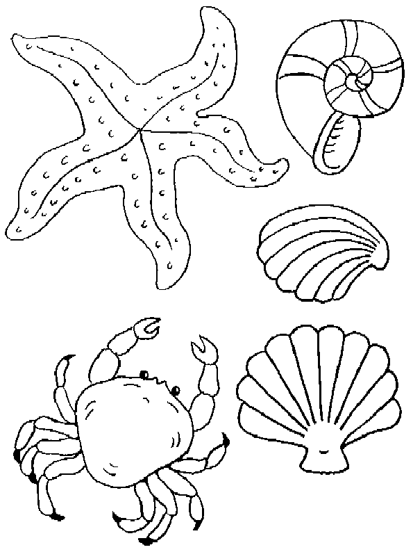 Página para colorir: Concha (Natureza e Estações) #163140 - Páginas para Colorir Imprimíveis Gratuitamente