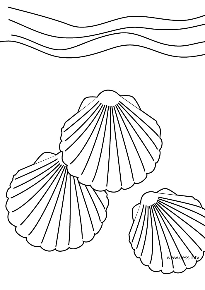 Página para colorir: Concha (Natureza e Estações) #163146 - Páginas para Colorir Imprimíveis Gratuitamente
