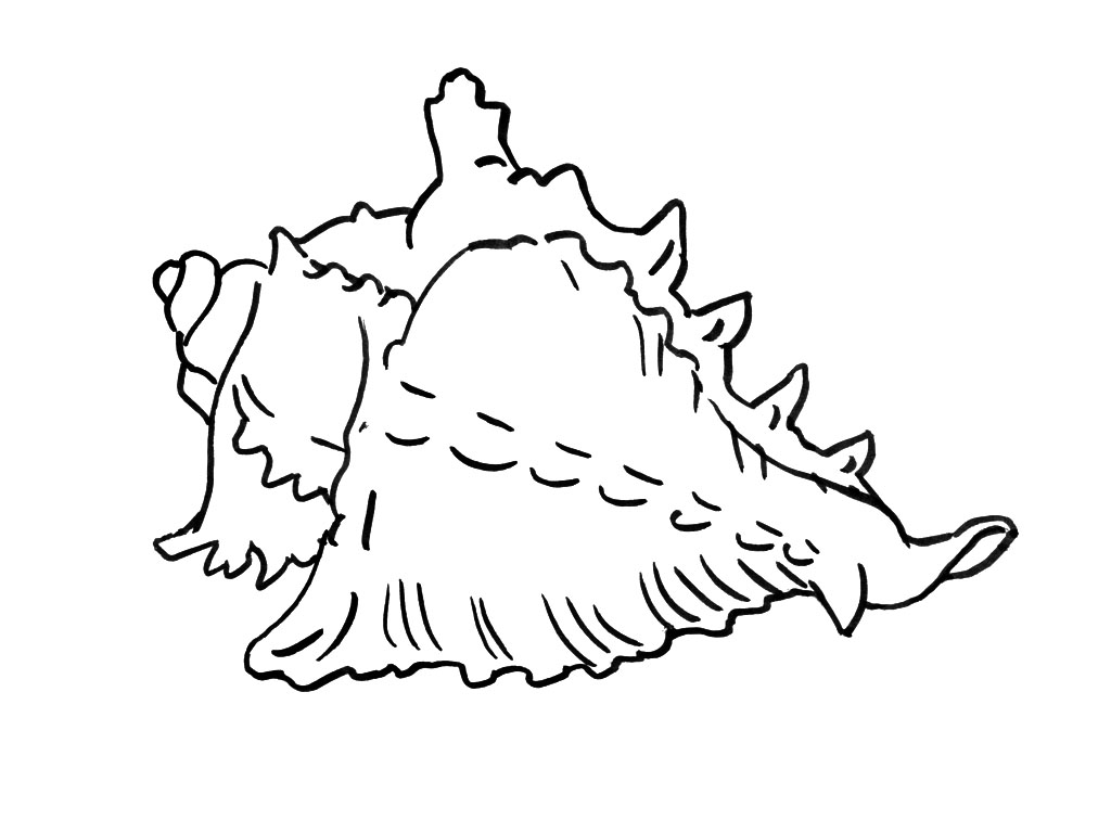 Página para colorir: Concha (Natureza e Estações) #163167 - Páginas para Colorir Imprimíveis Gratuitamente