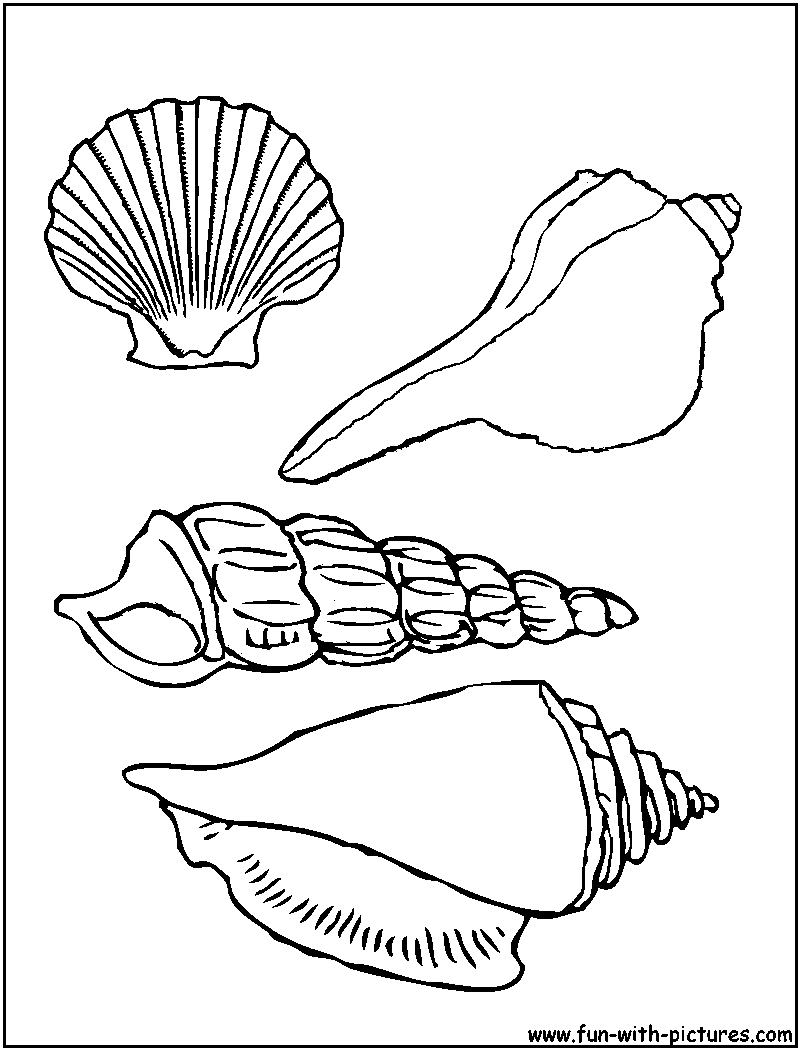 Página para colorir: Concha (Natureza e Estações) #163174 - Páginas para Colorir Imprimíveis Gratuitamente