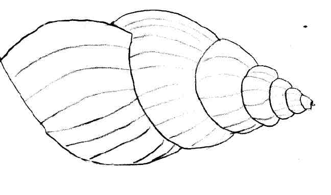 Página para colorir: Concha (Natureza e Estações) #163220 - Páginas para Colorir Imprimíveis Gratuitamente