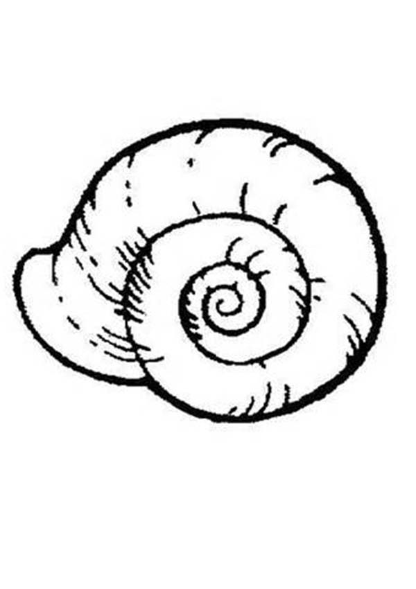 Página para colorir: Concha (Natureza e Estações) #163234 - Páginas para Colorir Imprimíveis Gratuitamente